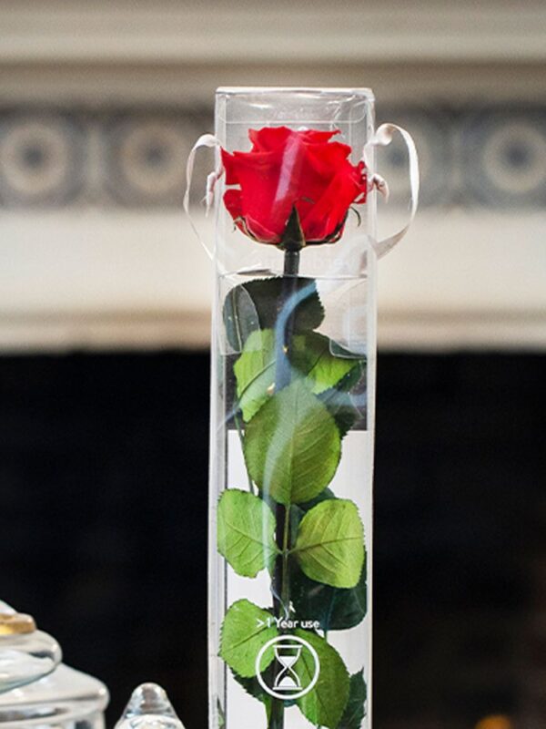 Rosa preservada roja