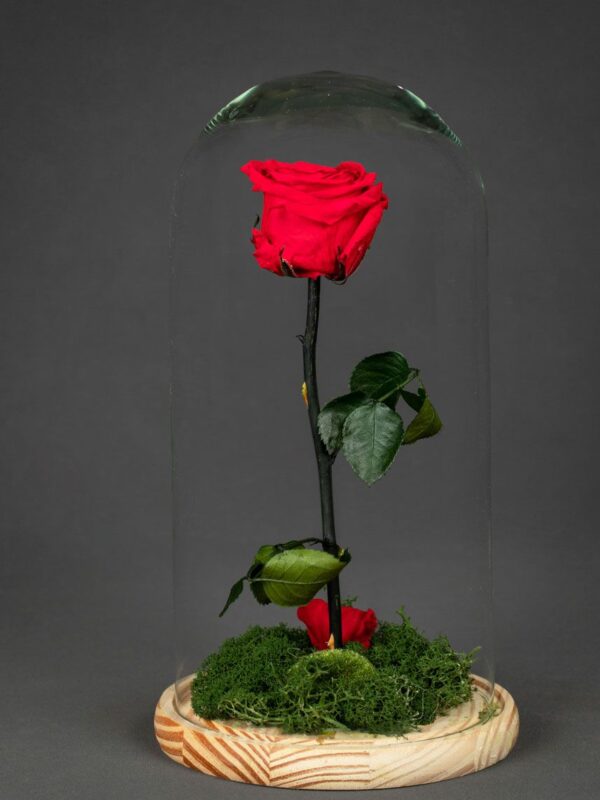 Rosas preservadas en cúpula en la categoría de ramos de flores preservadas