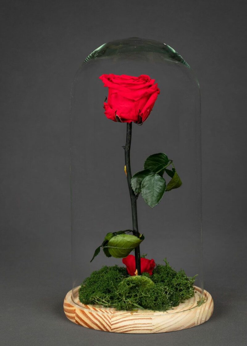 Rosas preservadas en cúpula en la categoría de ramos de flores preservadas
