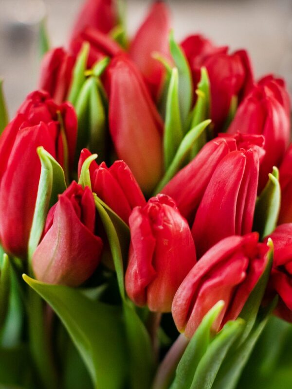 Floristería Flornaturex Flores, plantas y ramos para decoración y regalo