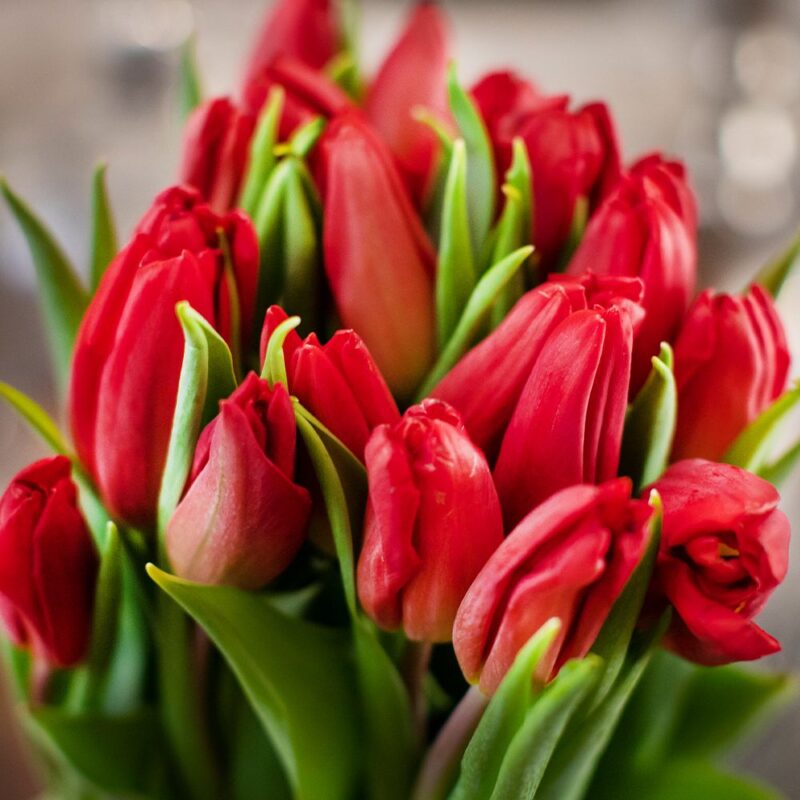 Ramo tulipán rojo - Imagen 2