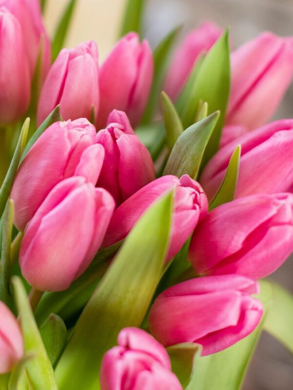 Floristería Flornaturex Flores, plantas y ramos para decoración y regalo